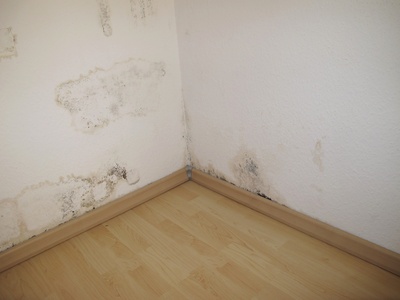 Schimmelpilzbeseitigung